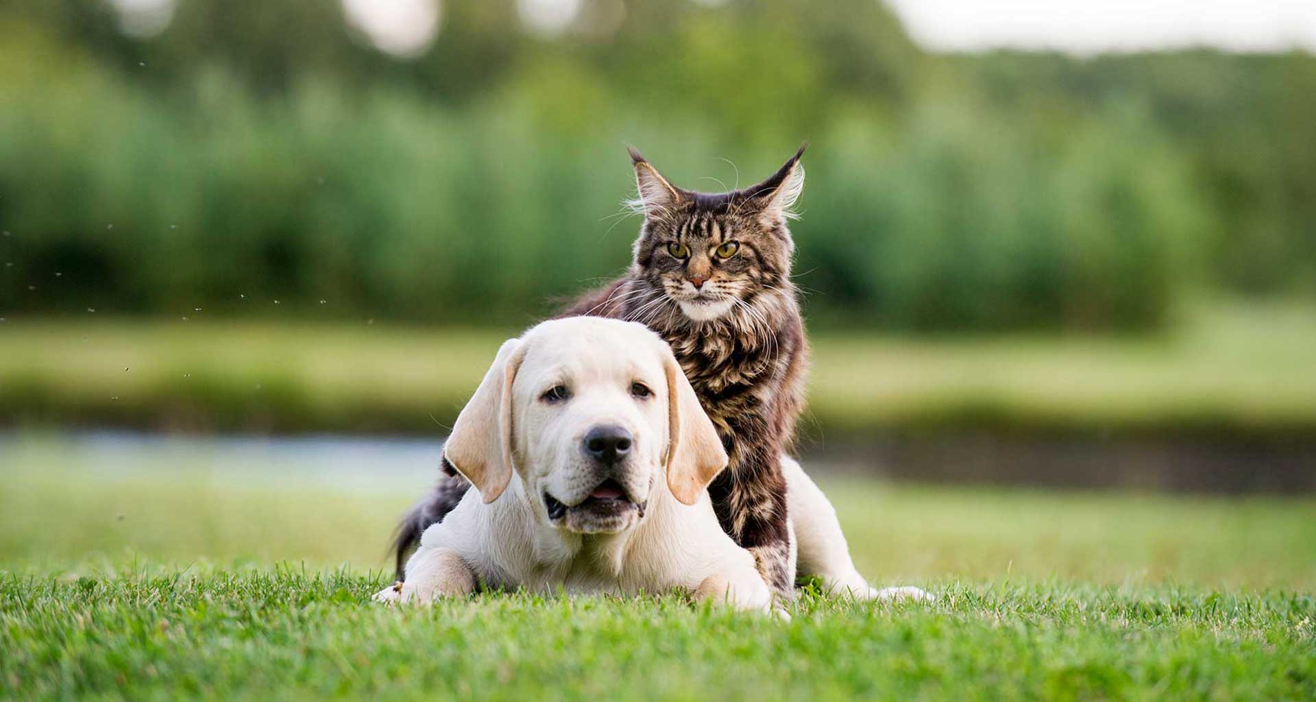 Paw Haven, the pet-friendly amenity at Lunar Seputeh