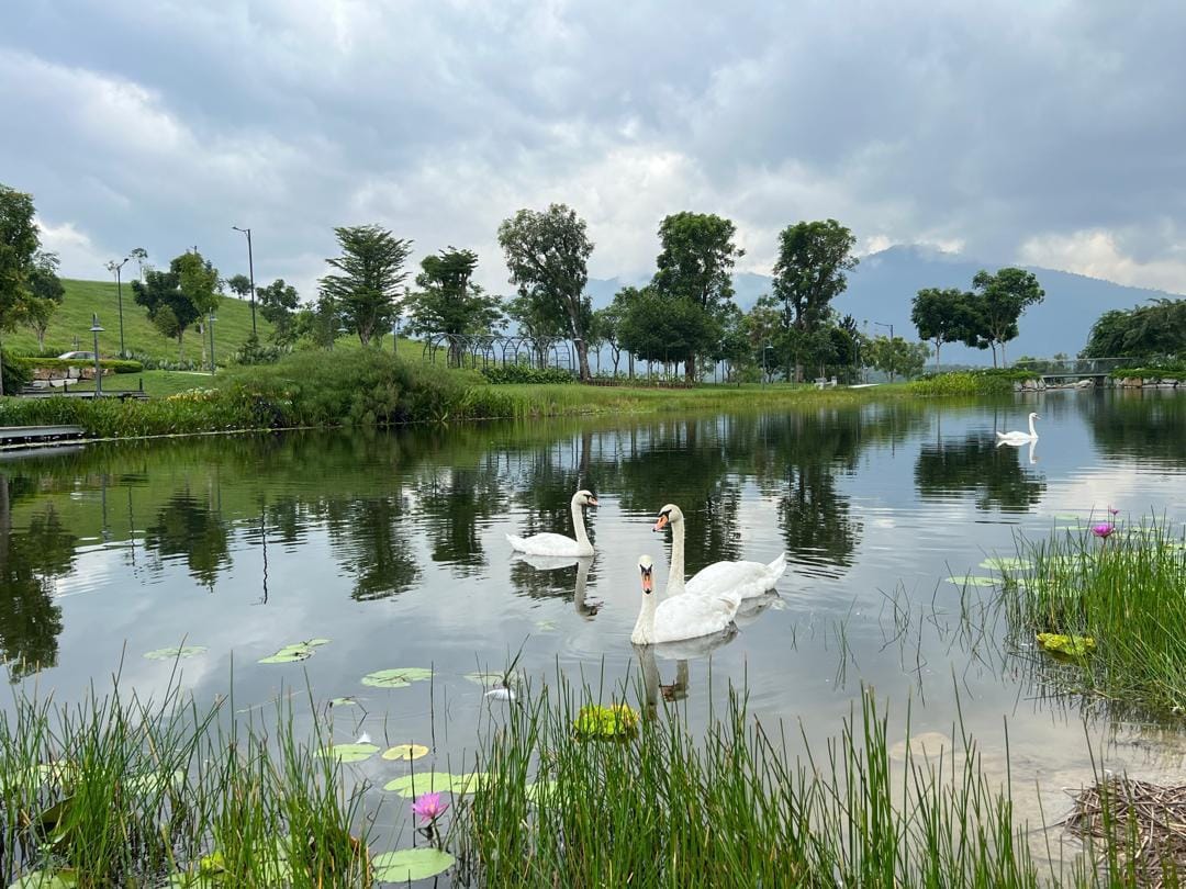 Swans on the lake with waterside planting and hills beyond at Anyara Hills